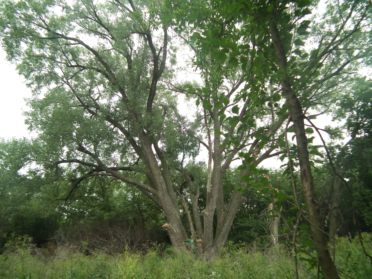 Nebraska Cottonwood Tree Takes National Title IANR News